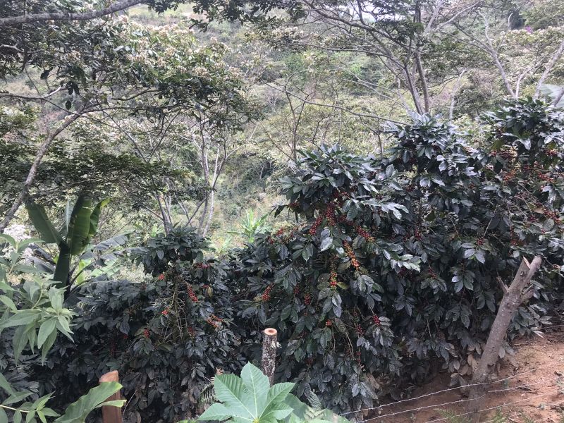 img produit N°24 Bis - Maribel