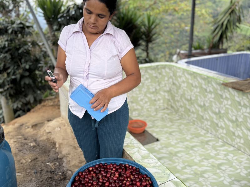 img produit N°24 Bis - Maribel