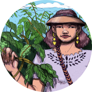 produit torrefaction papillons - N°55 - La Leona Décaf - dispo mi-juillet
