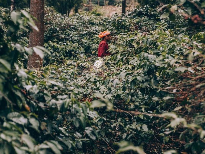 img produit N°61 - Sangamesh