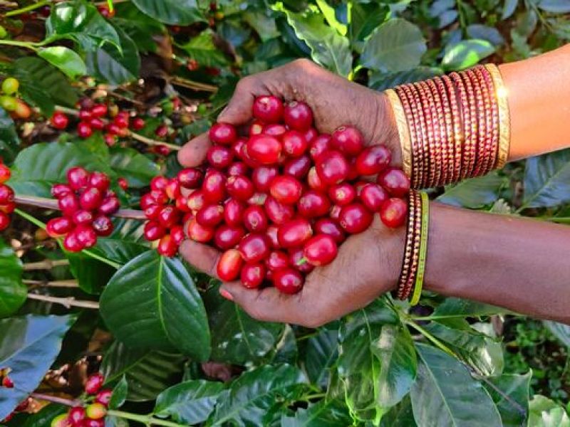 img produit N°61 - Sangamesh