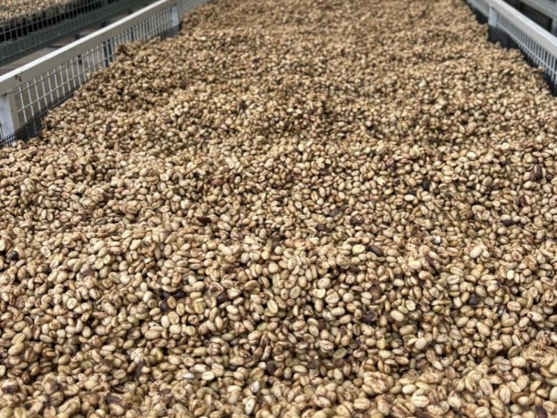 img produit N°61 - Sangamesh