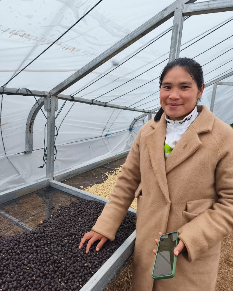 papillons torrefactions