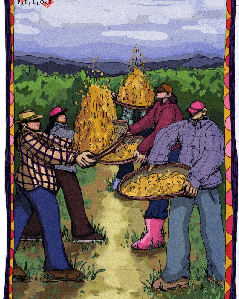 papillons torrefactions