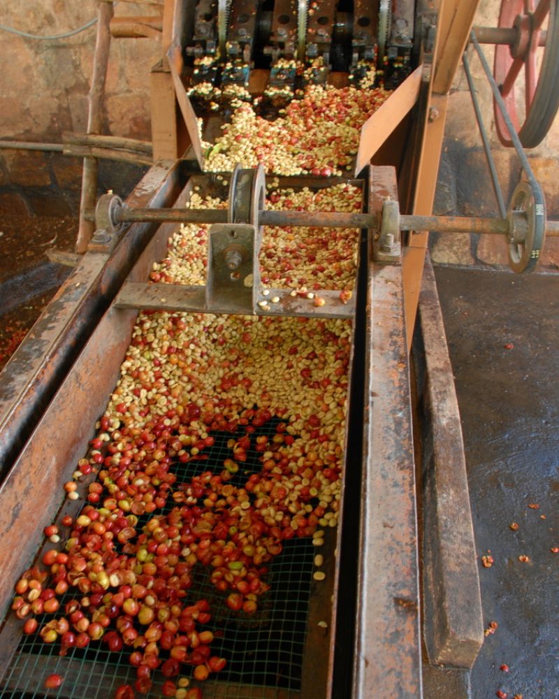 papillons torrefactions