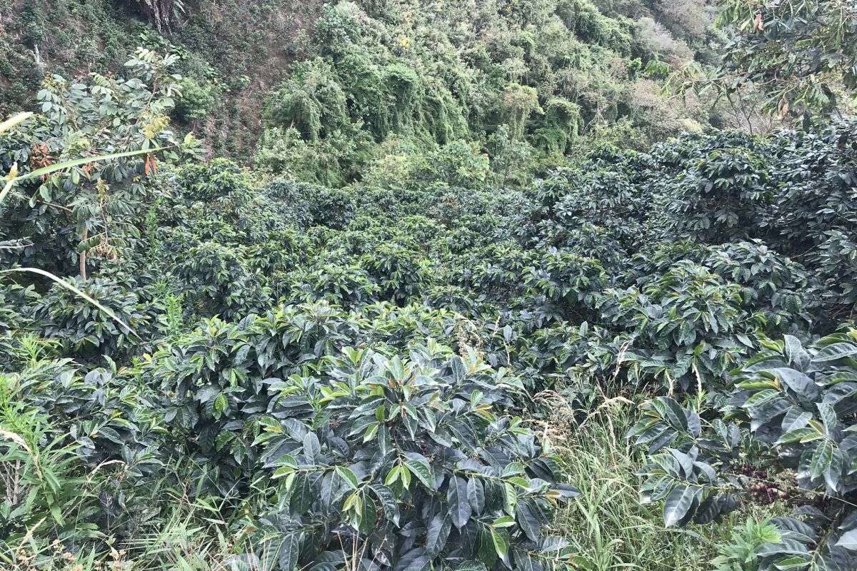 producteur - Mavila Ruiz Diaz