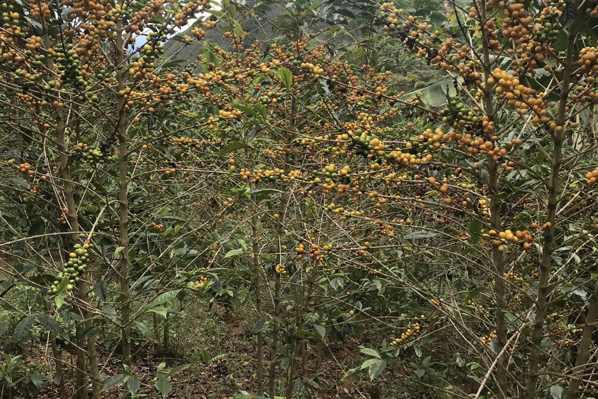 producteur - Maribel Herrera Torres