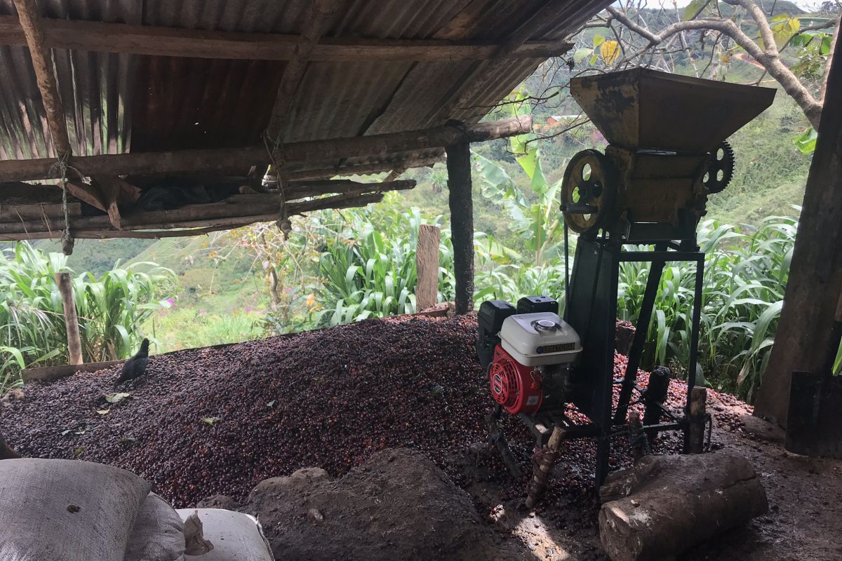 producteur - Maribel Herrera Torres