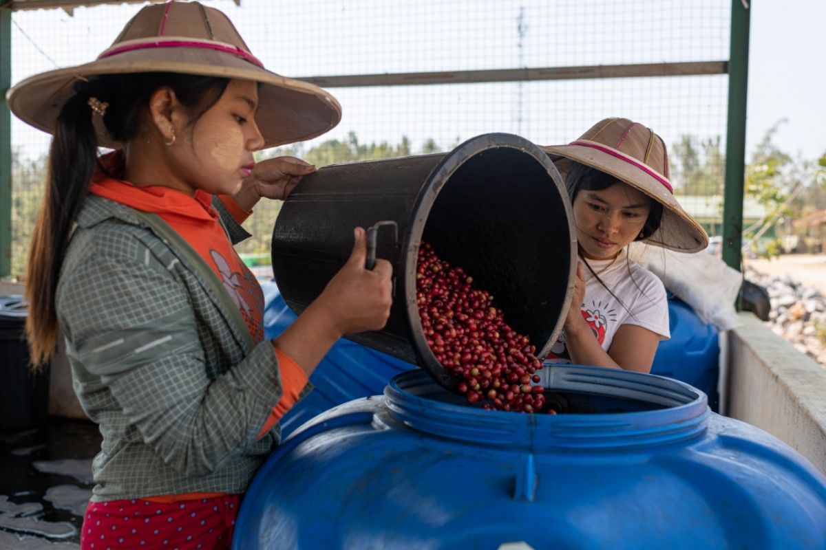 producteur - The Lady Specialty Coffee