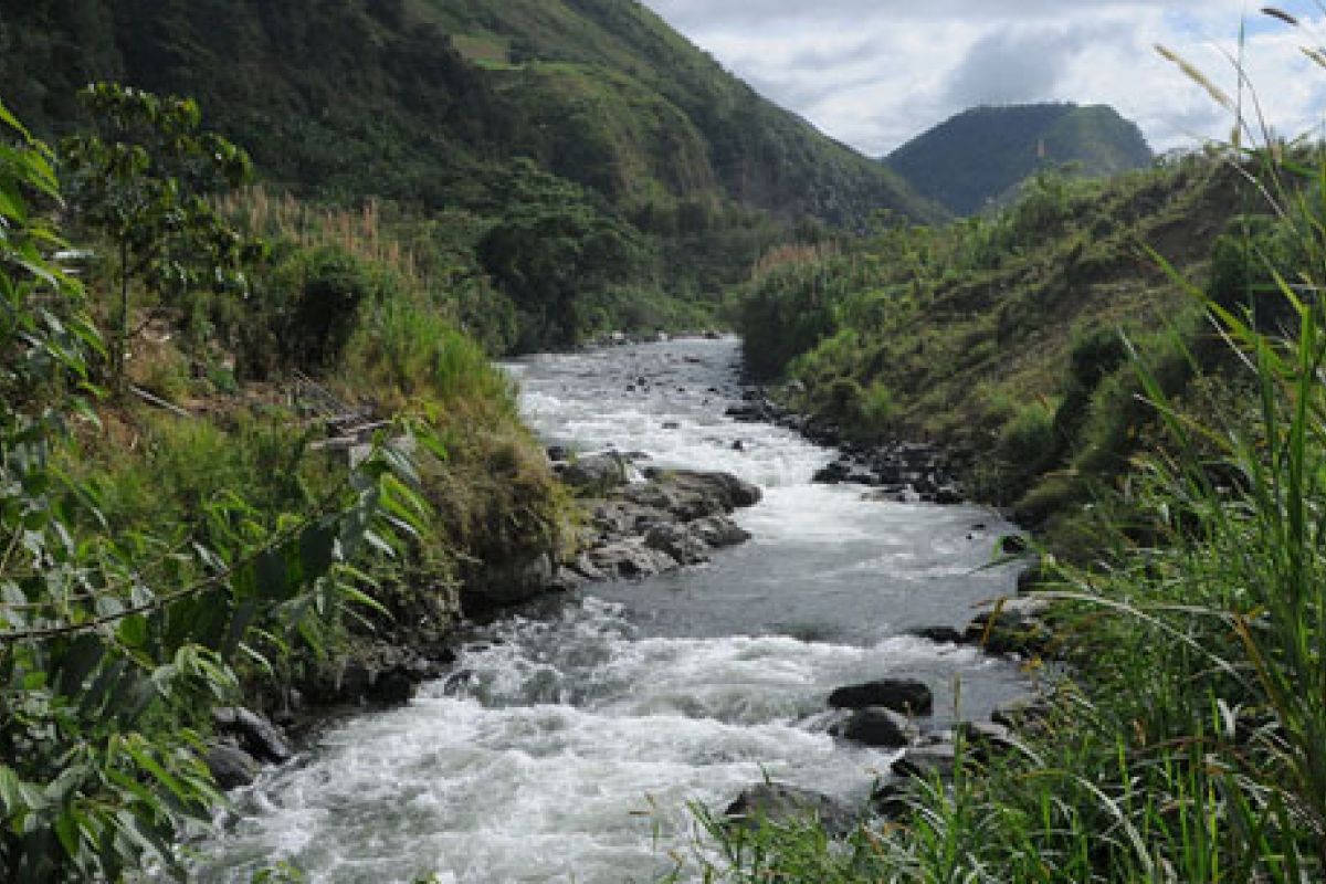 producteur - APCI (Asociacion de productoras de café de Intag)