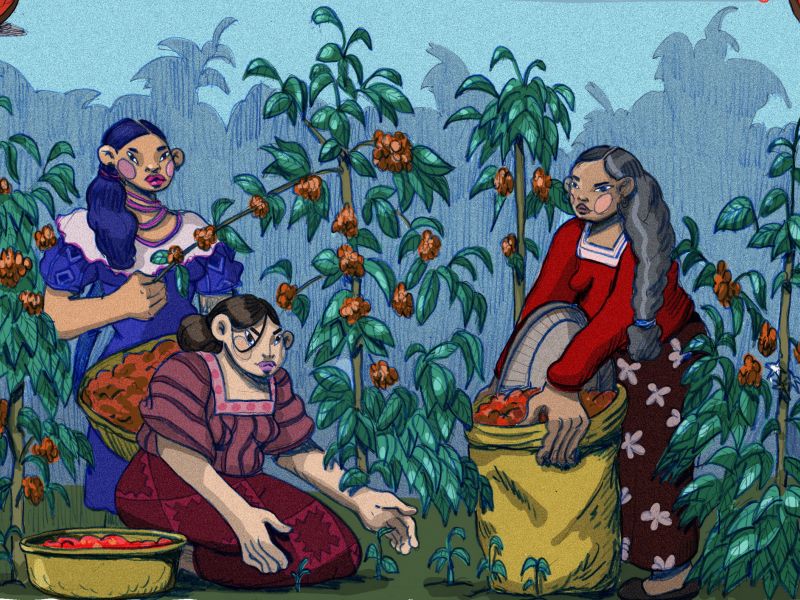 producteur APCI (Asociacion de productoras de café de Intag)