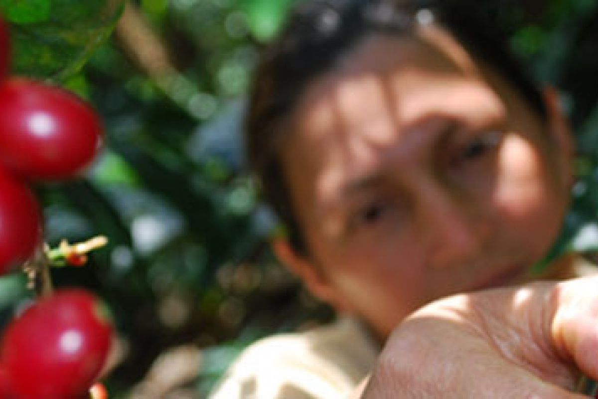 producteur - APCI (Asociacion de productoras de café de Intag)