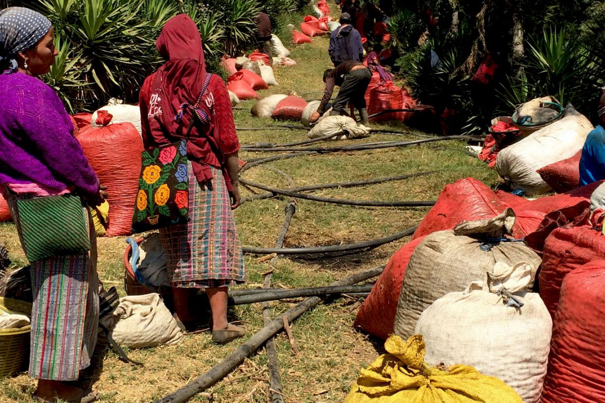 producteur - ACOMNAT : Coopérative de femmes