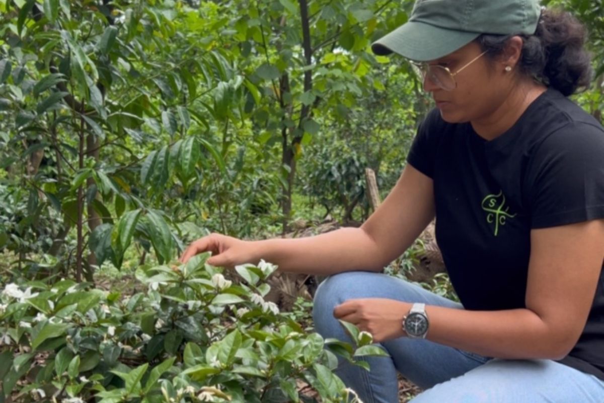 producteur - Komal Sable - South India Coffee Company