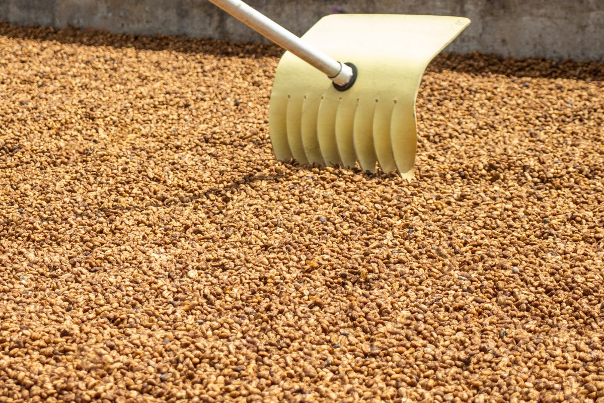 producteur - Luz Helena Salazar