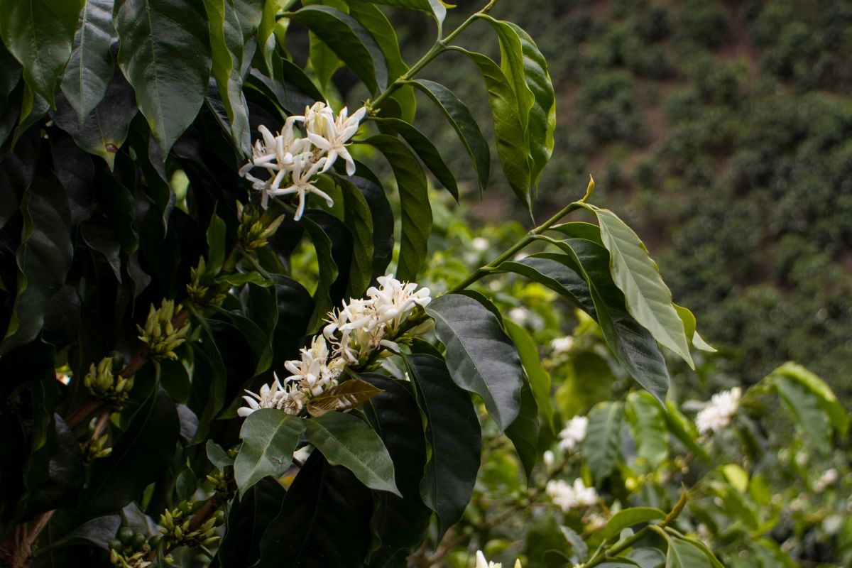 producteur - Luz Helena Salazar