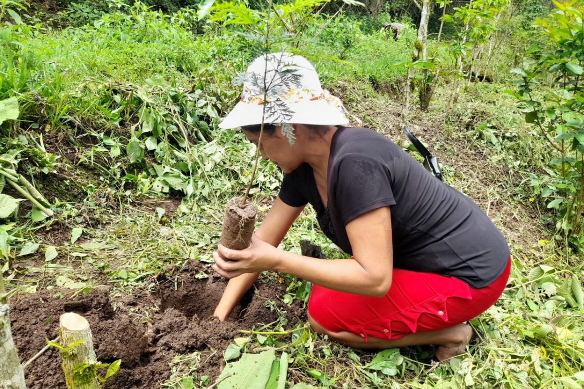 producteur - Le Projet Alegría – Femmes productrices de café au Honduras