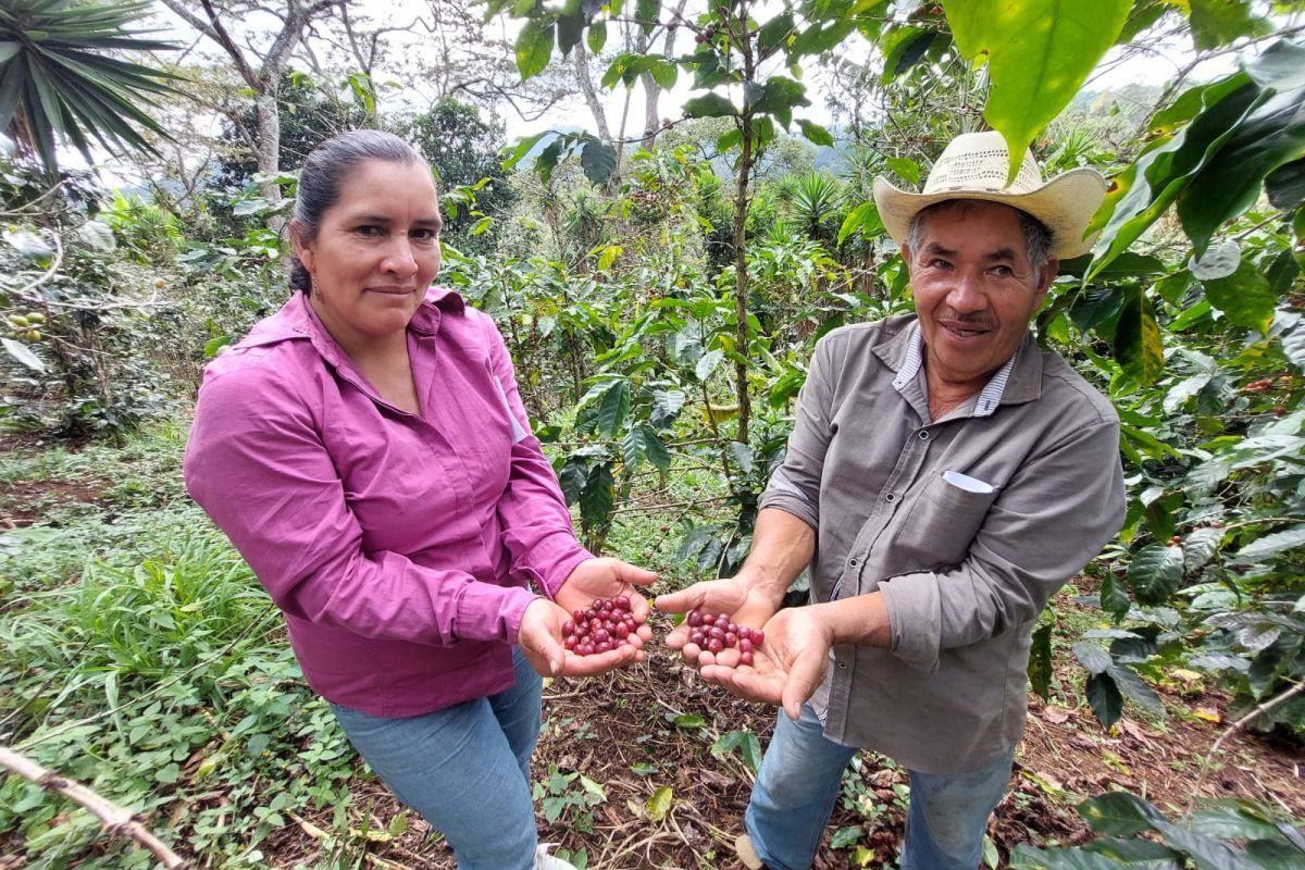 producteur - Le Projet Alegría – Femmes productrices de café au Honduras