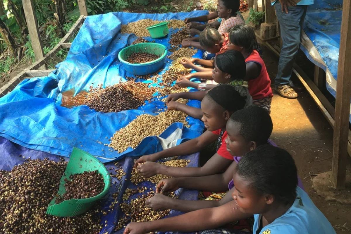 producteur - RAEK – Les femmes de Katana