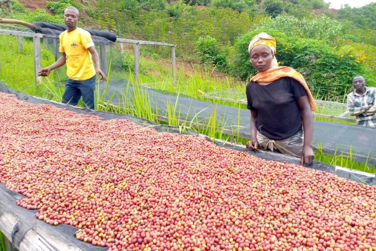 producteur - RAEK – Les femmes de Katana