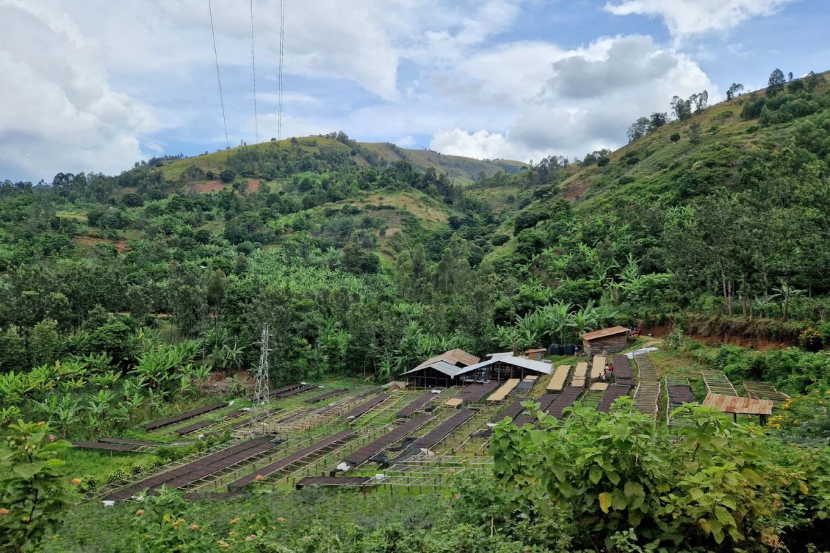 producteur - RAEK – Les femmes de Katana