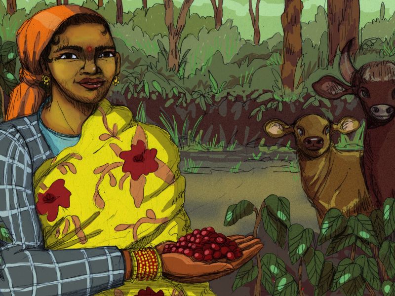 producteur SANGAMESHWAR COFFEE ESTATES