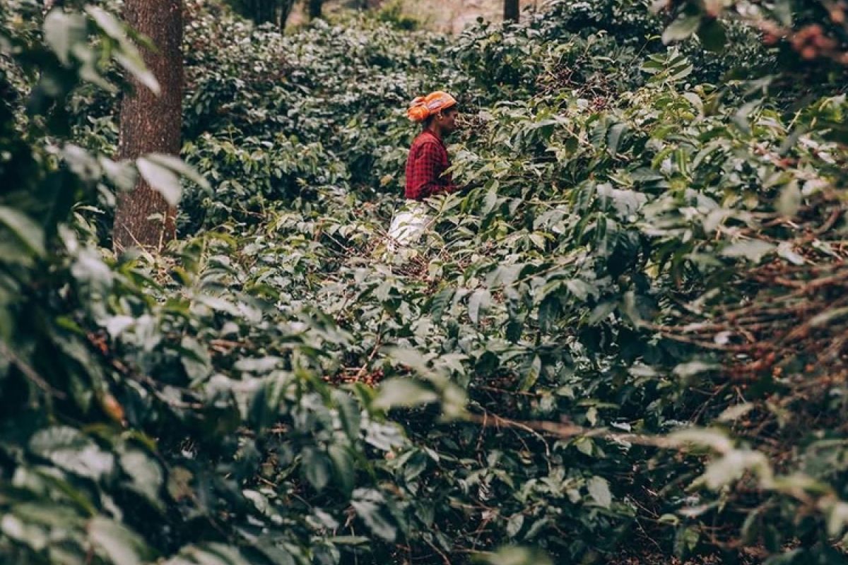 producteur - SANGAMESHWAR COFFEE ESTATES