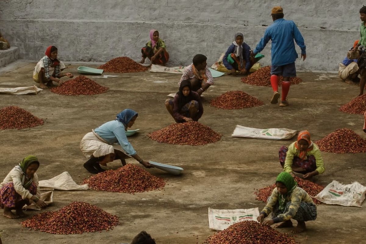 producteur - SANGAMESHWAR COFFEE ESTATES