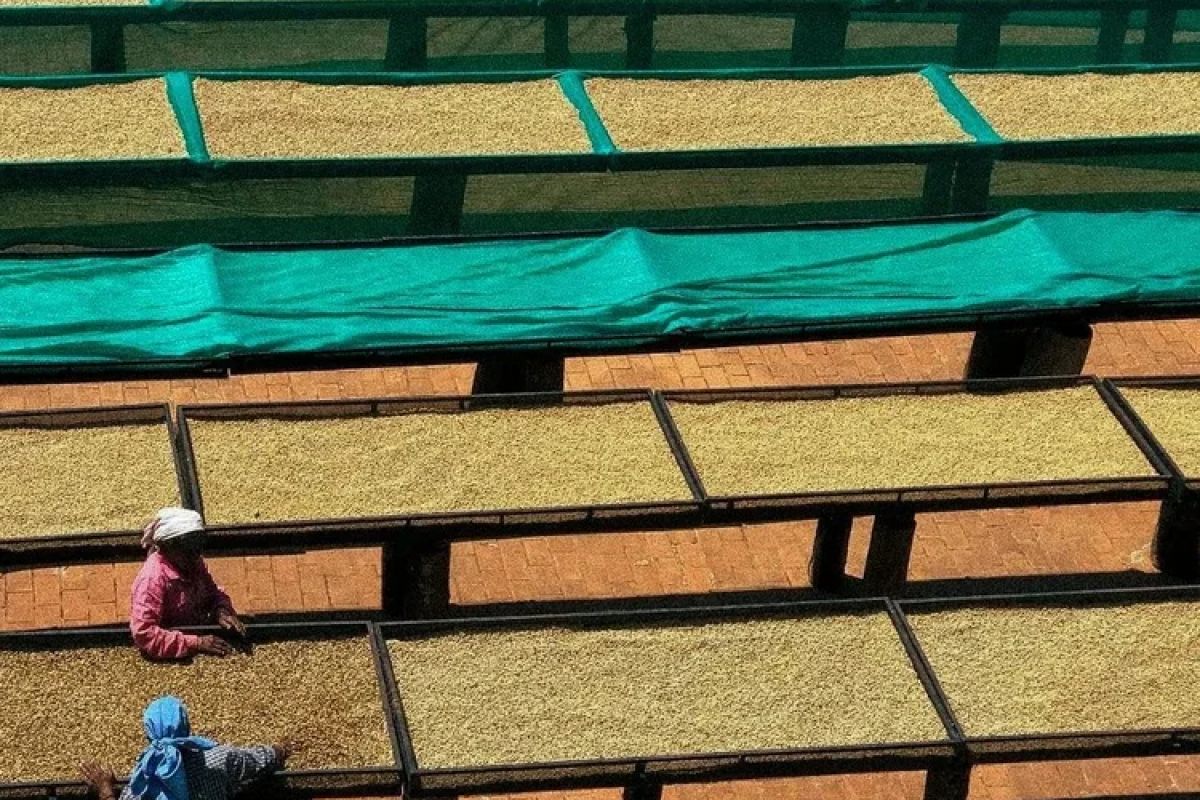 producteur - SANGAMESHWAR COFFEE ESTATES