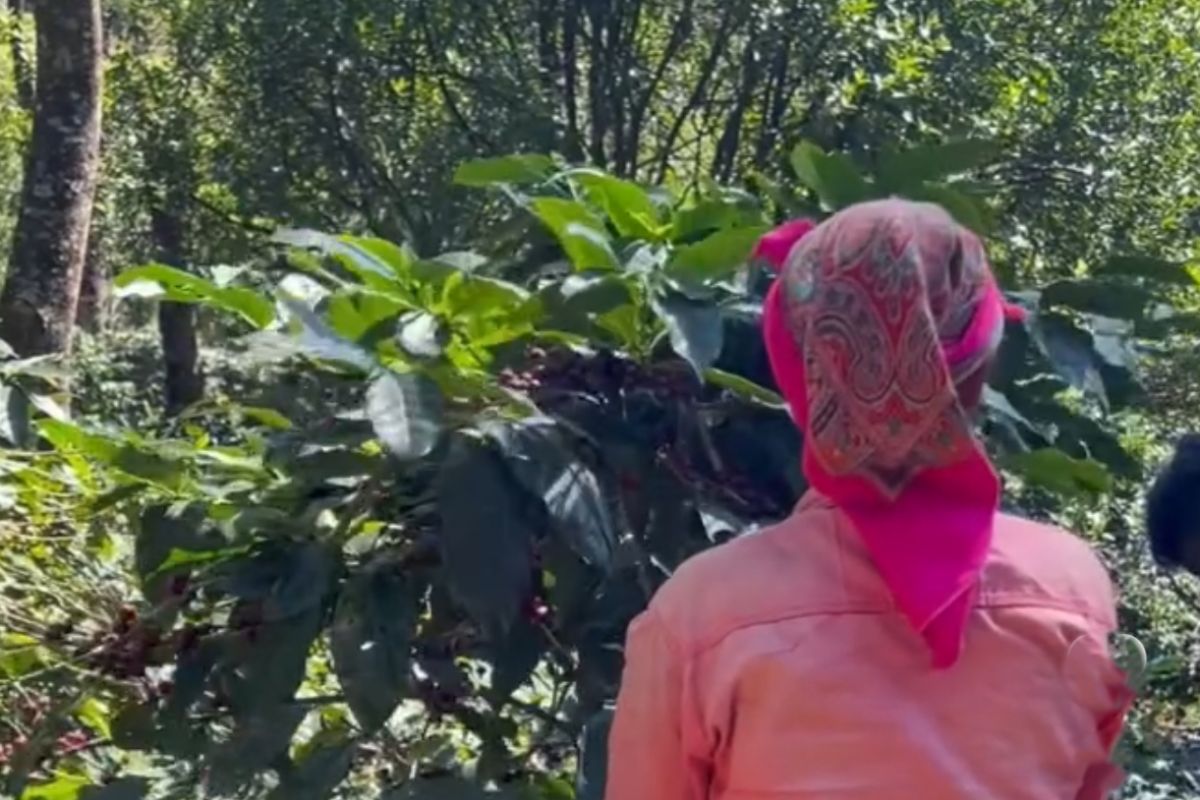 producteur - SANGAMESHWAR COFFEE ESTATES