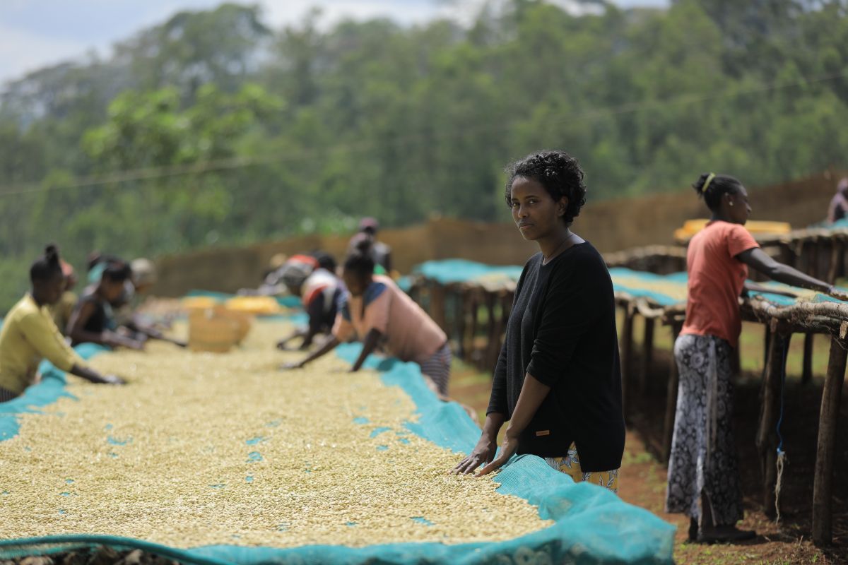 producteur - Tsedenia & Altayen - Mocca Coffee Export