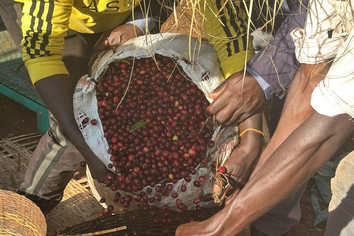 producteur - Tsedenia & Altayen - Mocca Coffee Export