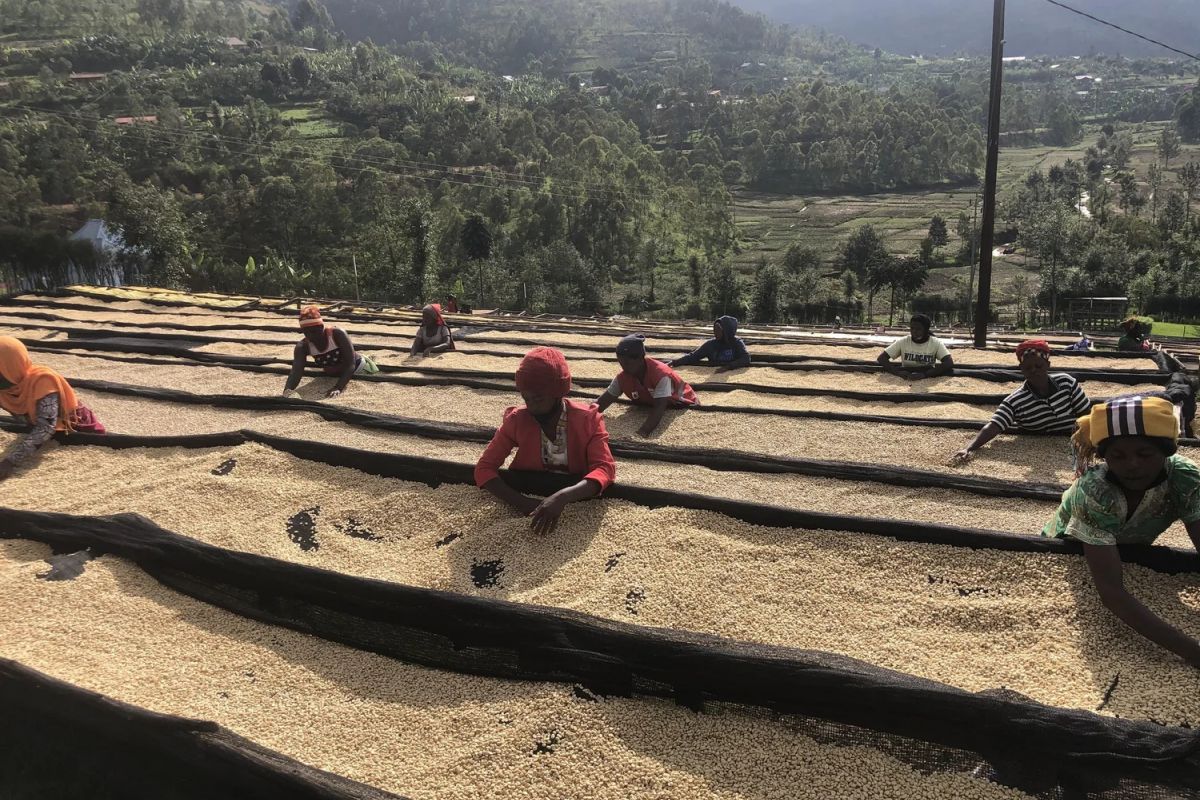 producteur - Cooperative de Abakundakawa