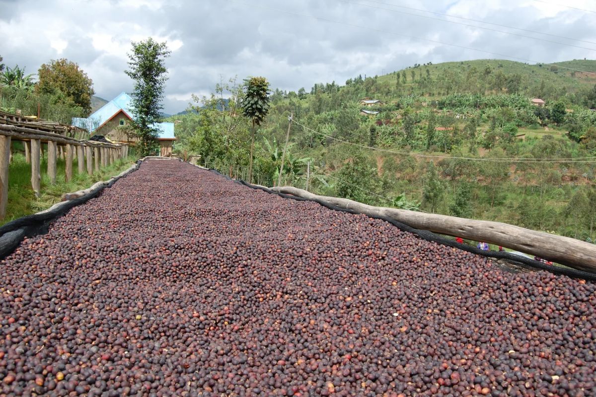 producteur - Cooperative de Abakundakawa