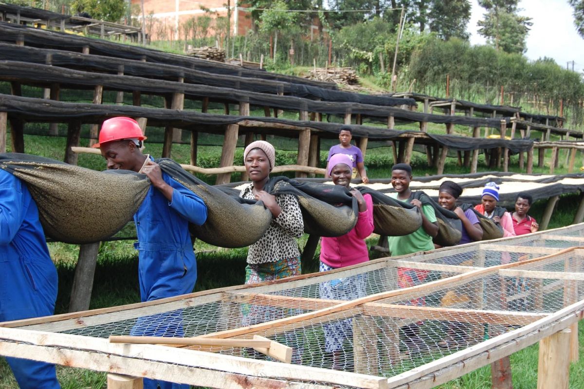 producteur - Cooperative de Abakundakawa